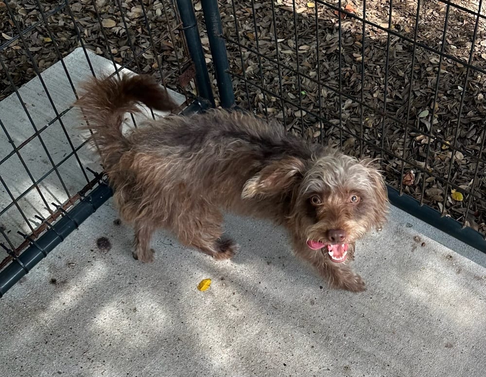 Photo of Tony, adoptable Schnauzer (Miniature) in Oak Bluffs, Massachusetts