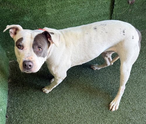 Photo of Cookie, adoptable Pit Bull Terrier in Lancaster, California