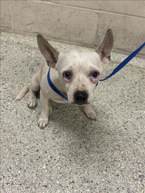 Photo of A433481, adoptable Chihuahua in Conroe, Texas