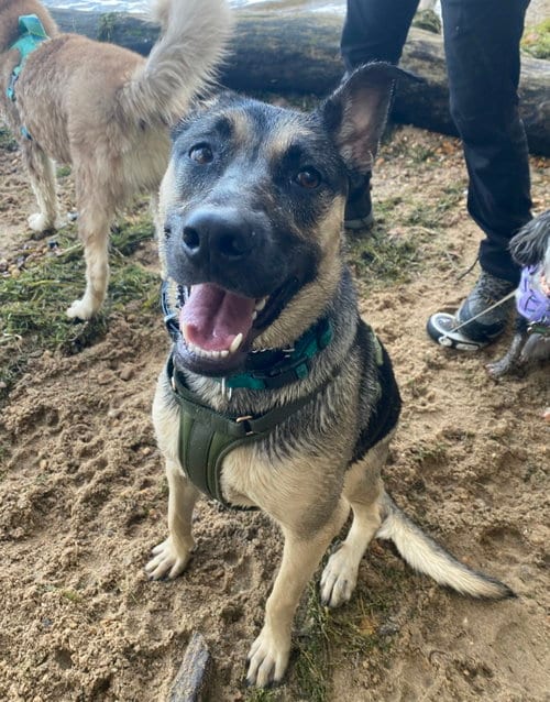 Photo of Suki, adoptable German Shepherd Dog in Baltimore, Maryland