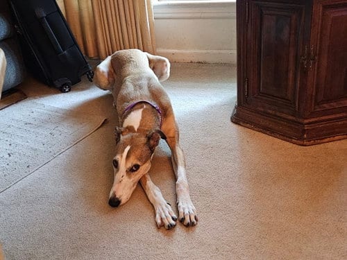 Photo of Billie, adoptable Halden Hound (Haldenstrover) in Kansas City, Missouri