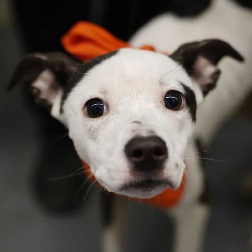 Photo of Cecilia, adoptable American Staffordshire Terrier in San Antonio, Texas