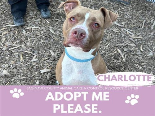 Photo of Charlotte, adoptable Pit Bull Terrier in Saginaw, Michigan