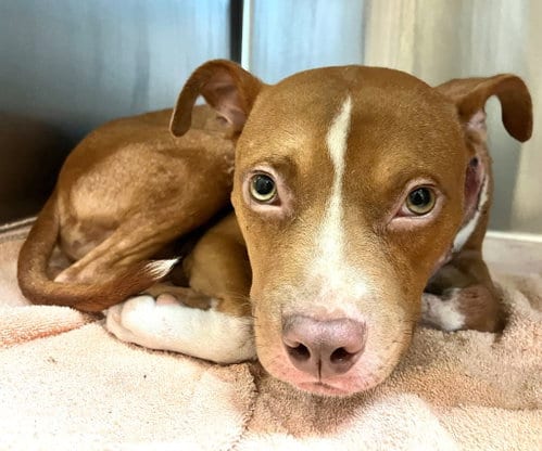 Photo of Charlie- loving goofball, adoptable American Staffordshire Terrier in Oakhurst, New Jersey