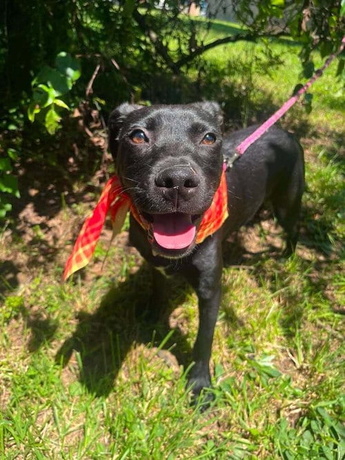 Photo of Chex, adoptable Terrier in Candler, North Carolina