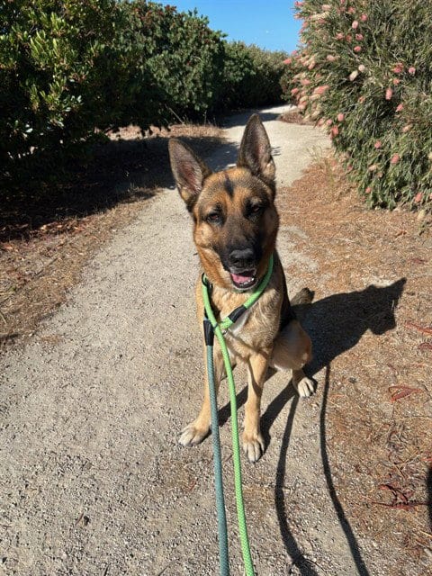 Photo of Clover, adoptable German Shepherd Dog in Lompoc, California