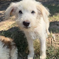 Photo of Smilla, adoptable Goldendoodle Labradoodle in Johnston, Rhode Island