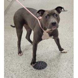 Photo of Claris, adoptable American Pit Bull Terrier in Kansas City, Missouri