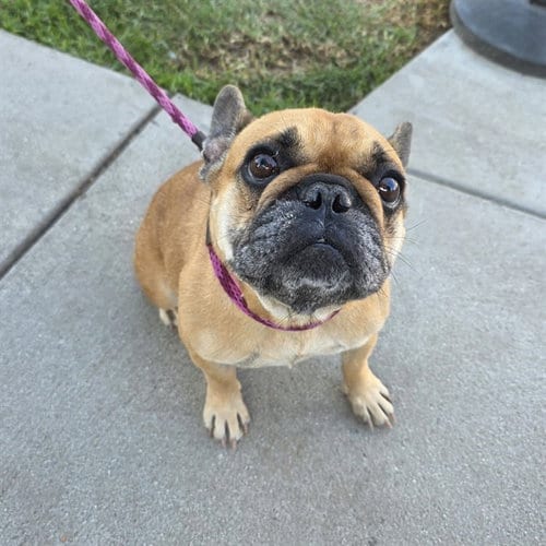 Photo of Dandelion, adoptable French Bulldog in Long Beach, California