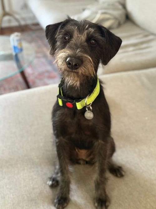 Photo of Niña, adoptable Schnauzer in Salt Lake City, Utah