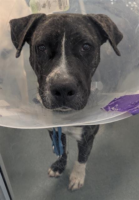 Photo of Clarence, adoptable Staffordshire Bull Terrier
