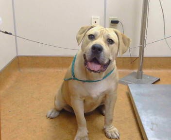 Photo of Tonka, adoptable Mastiff in Sacramento, California
