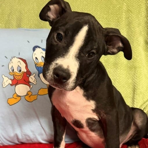 Photo of Huey, adoptable Terrier / Cattle Dog, Australian (Blue Heeler) in Normal, Illinois