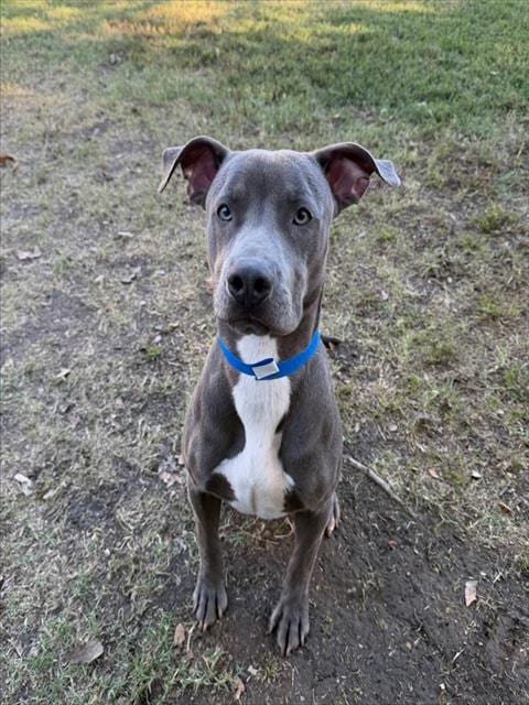 Photo of Tito, adoptable Pit Bull Terrier in Riverside, California