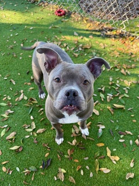 Photo of Boots, adoptable American Staffordshire Terrier in Fort Myers, Florida
