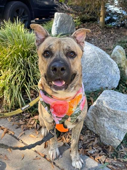 Photo of Lemon, adoptable dog in Atlanta, Georgia