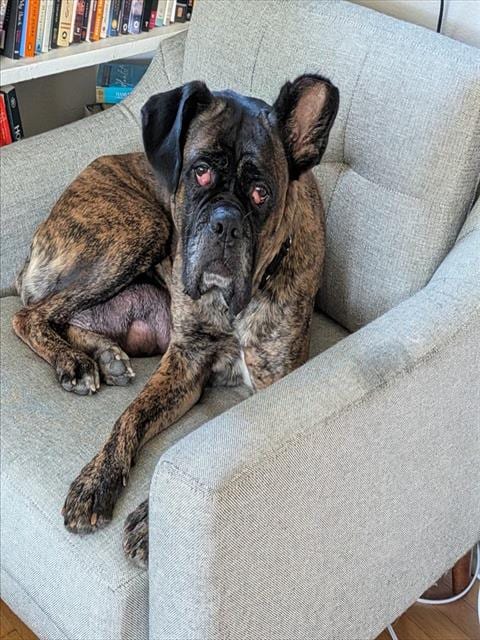 Photo of Freya, adoptable Cane Corso Mastiff in Denver, Colorado