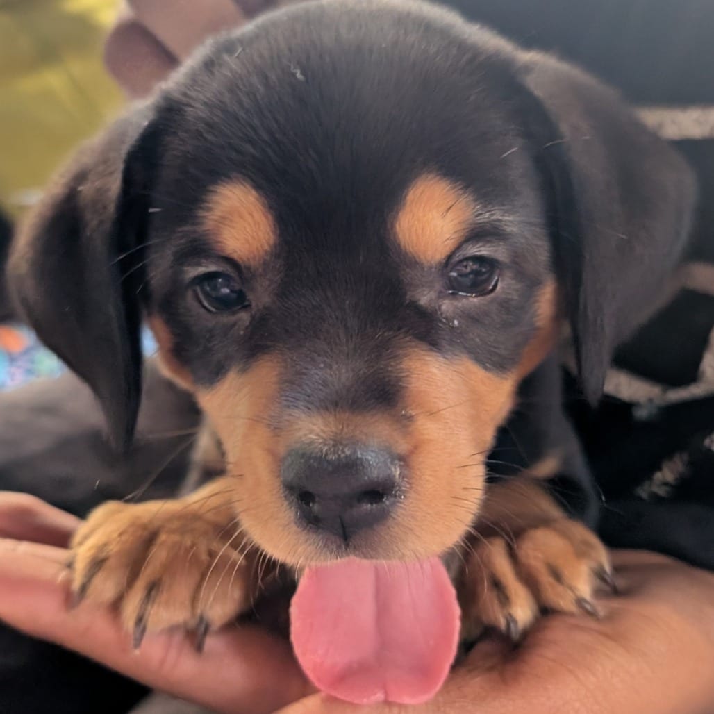 Photo of Yvette, adoptable Hound / Mixed Breed (Medium) in Raleigh area, North Carolina