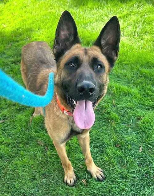 Photo of Julia, adoptable German Shepherd Dog in Sacramento, California