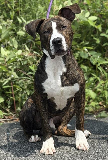 Photo of Cheesestick, adoptable American Staffordshire Terrier in Canfield, Ohio