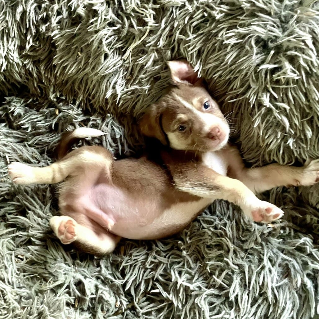 Photo of Handsome Pants (Hans), adoptable Mixed Breed (Medium) in Fairfax Station, Virginia