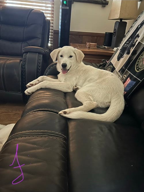 Photo of Poe, adoptable Great Pyrenees in Dallas, Texas