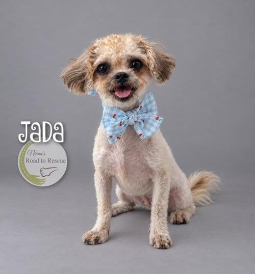 Photo of Jada, adoptable Shih Tzu in Benton, Louisiana