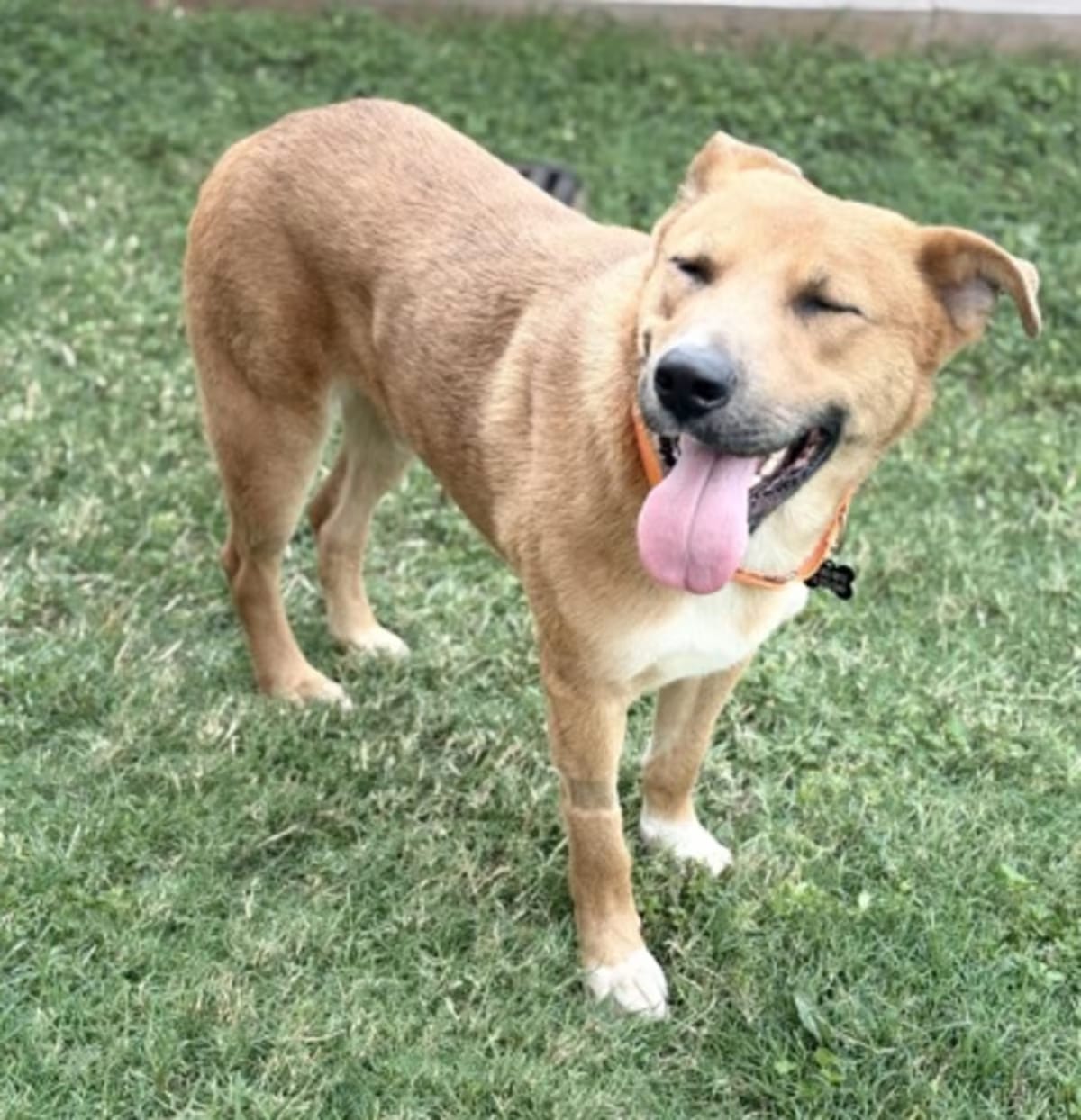 Photo of Russell, adoptable Black Mouth Cur in Colorado Springs, Colorado