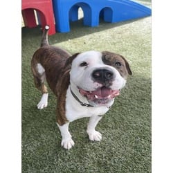 Photo of Erick, adoptable Terrier (Unknown Type, Medium) in Doral, Florida