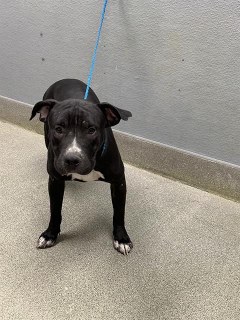 Photo of Thackery, adoptable Labrador Retriever in Las Vegas, Nevada