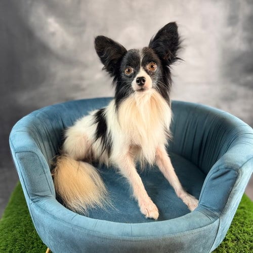 Photo of Gunner, adoptable Papillon in Garland, Texas