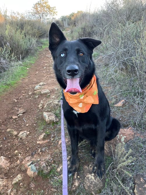 Photo of Kira, adoptable Shepherd in San Diego, California