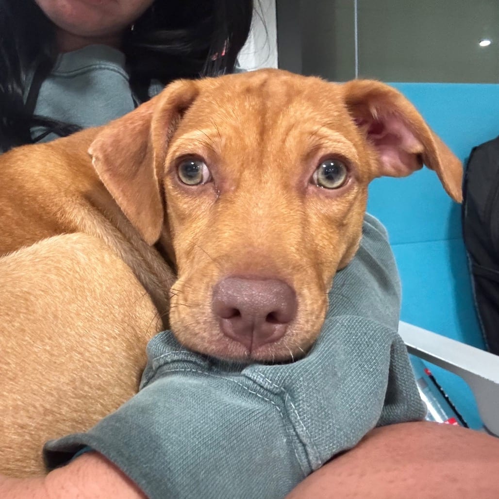 Photo of Kira, adoptable Vizsla / Mix in Jefferson, New Jersey