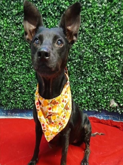 Photo of Ellie, adoptable Rat Terrier in Corpus Christi, Texas