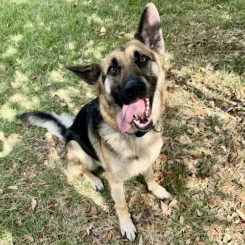 Photo of Hades, adoptable German Shepherd Dog in Houston, Texas
