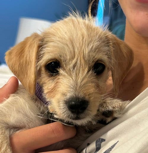 Photo of Babs - "B" Litter, adoptable Terrier in Holly Springs, North Carolina