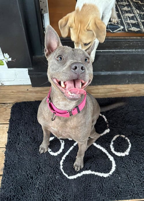 Photo of Gimlet, adoptable Terrier in Greenville, South Carolina
