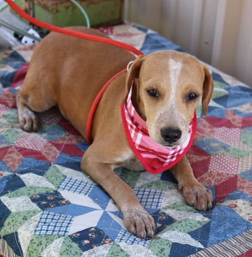 Photo of Cosmo, adoptable Dachshund in Bandera, Texas