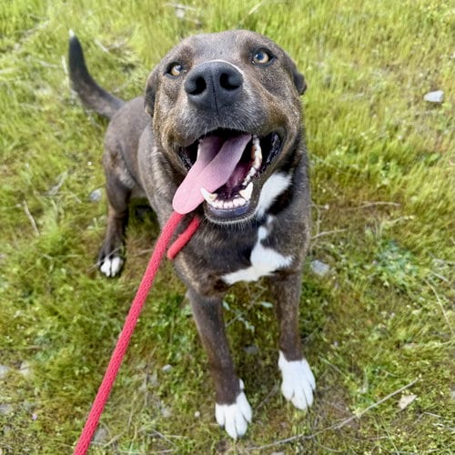 Photo of Tommy, adoptable Australian Cattle Dog/Blue Heeler in Yreka, California