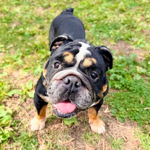 Photo of Bogart, adoptable English Bulldog in Oakland, California