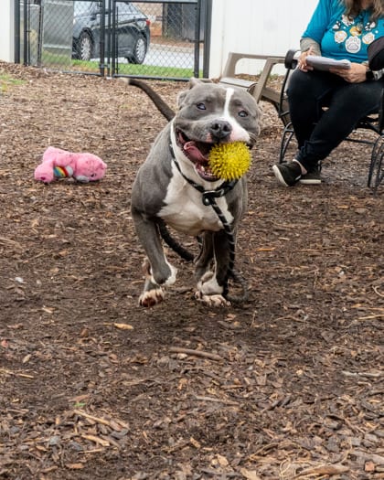 Photo of Showtime, adoptable dog in Chamblee, Georgia