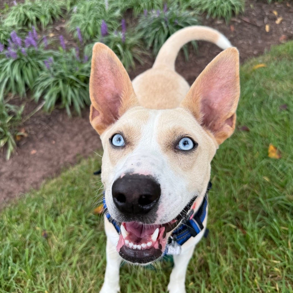 Photo of Halley, adoptable Cattle Dog / Mixed Breed (Medium) in Fairfax Station, Virginia