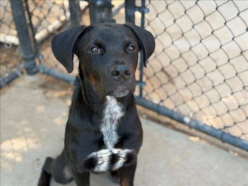 Photo of Midnight, adoptable Pit Bull Terrier in Tulsa, Oklahoma