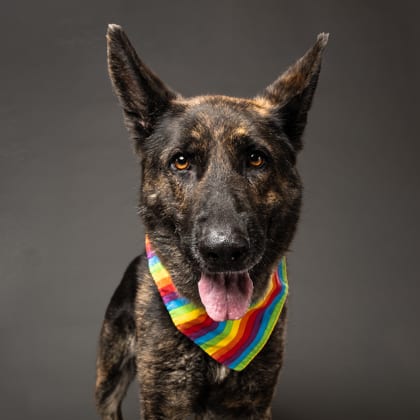 Photo of Jada, adoptable dog in Atlanta, Georgia