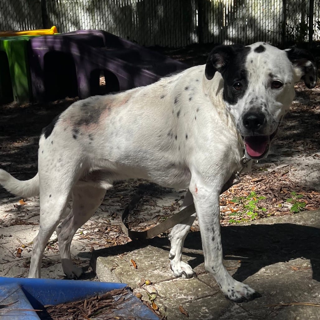 Photo of Bandit, adoptable Retriever, Labrador / Mix in Summerville, South Carolina