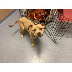 Photo of Slinky, adoptable Mixed Breed (Medium) in Maumee, Ohio