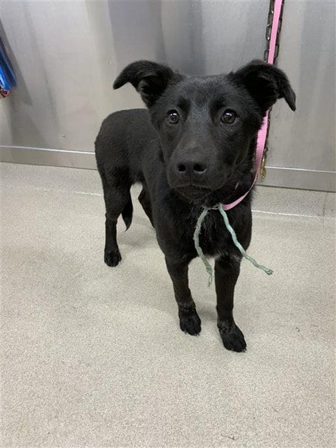 Photo of Aurora, adoptable German Shepherd Dog in Fairbanks, Alaska