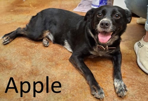 Photo of Apple, adoptable Border Collie in Mountain View, Arkansas