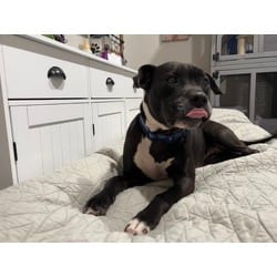 Photo of Holly, adoptable American Staffordshire Terrier Border Collie in Melbourne, Arkansas