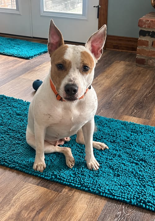 Photo of Heather (Mama 2026), adoptable Pit Bull Terrier in Wenonah, New Jersey